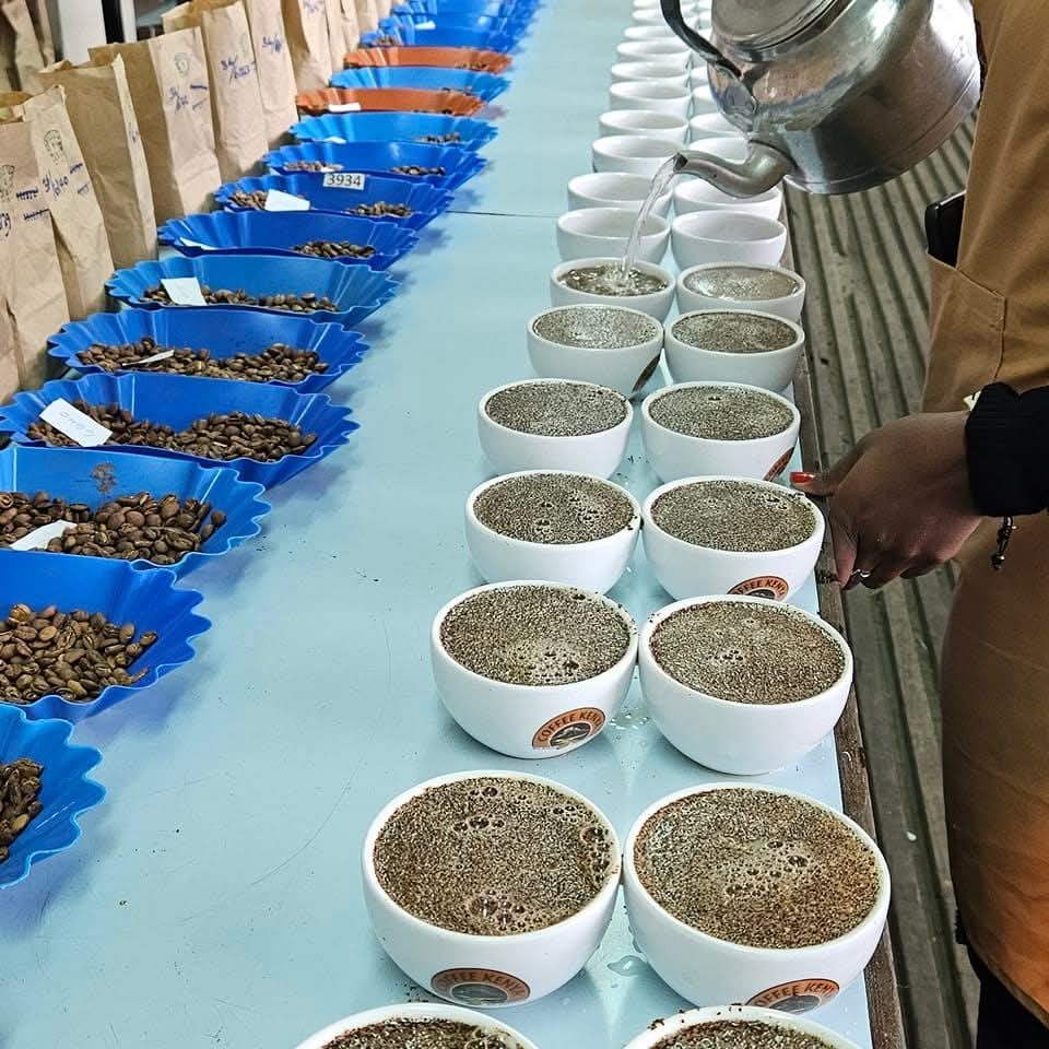 Coffee Cupping Session